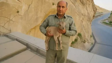 دیدبان