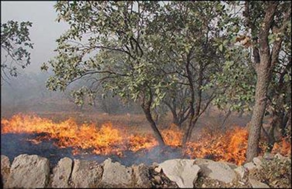 کاکا همه چیز در غوره دان و دشت بکان فارس سوخت (+فیلم)