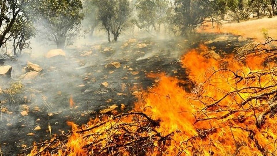 تداوم آتش‌سوزی ویرانگر در جنگل‌های بردنگان ممسنی؛ مصاف مردم با دست خالی با شعله‌های سرکش(+تصاویر)