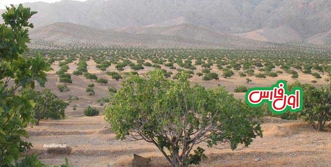 آغاز برداشت محصول انجیر دیم در 40 هزار هکتار باغات استان فارس