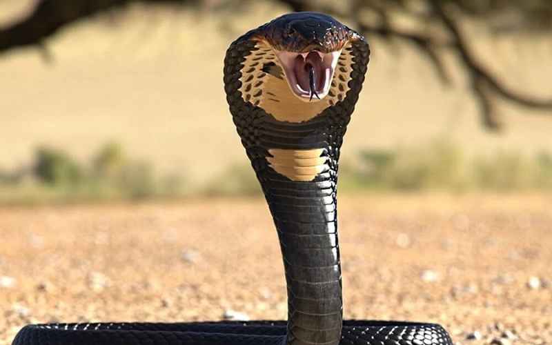 بازگشت پرونده قتل پسر جوان با "سم مار" به دادسرا