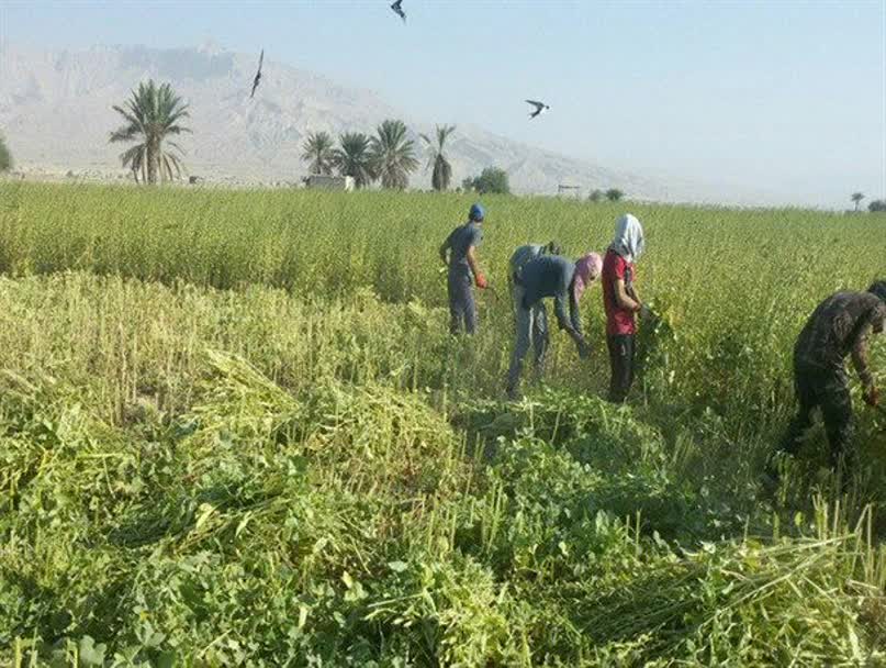 برداشت کنجد در سطح ۶۰۰ هکتار با رعایت الگوی کشت در شهرستان فراشبند