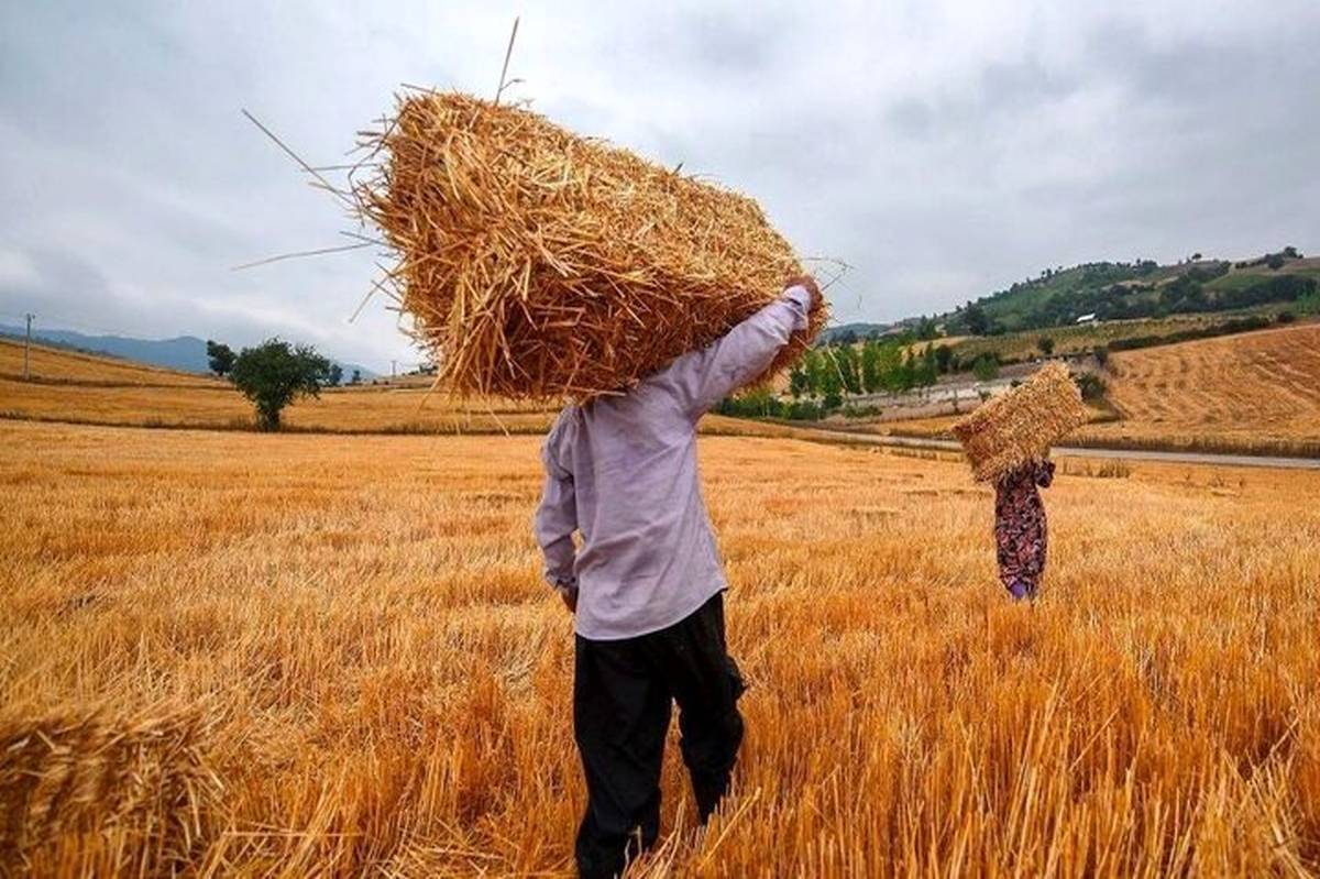 قیمت خرید تضمینی گندم از کشاورزان توسط دولت برای سال زراعی ۱۴۰۴-۱۴۰۵