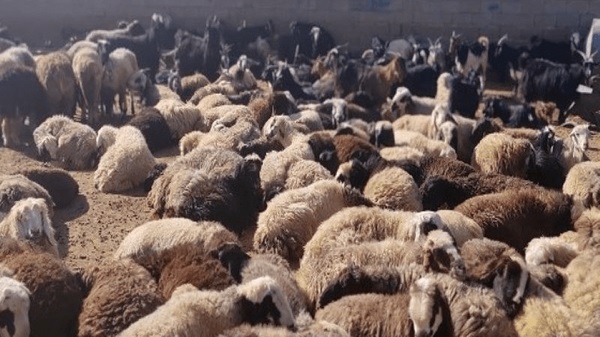 دستگیری اعضای باند سازمان‌یافته و کشف ۱۰۰ راس احشام فاقد مجوز