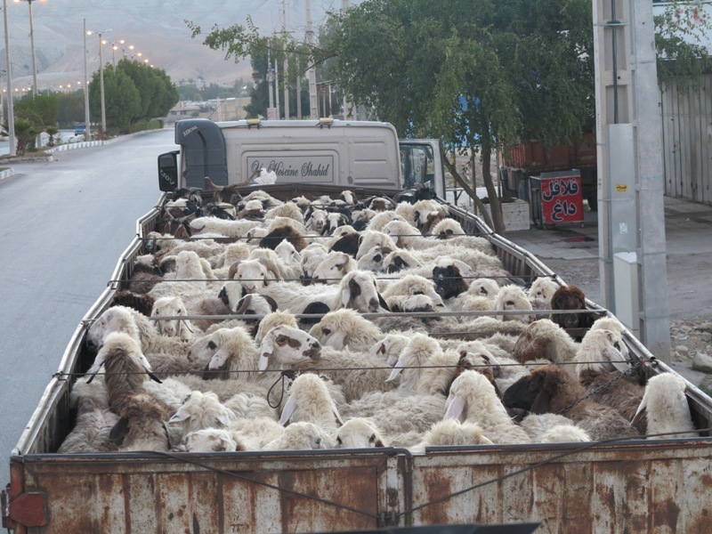 کشف 147 راس گوسفند غیر مجاز از یک کامیون در بختگان