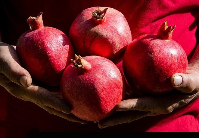 در این باغ انار در شیراز خبری از فروشنده نیست ؛خودت بچین و ببر !