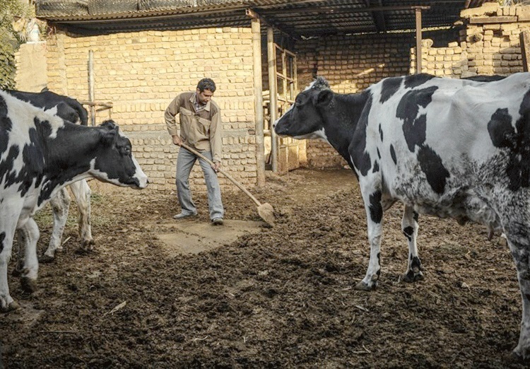 شناسایی کانون بیماری تب برفکی در یک گاوداری سنتی در شیراز/از دام به انسان منتقل نمی‌شود