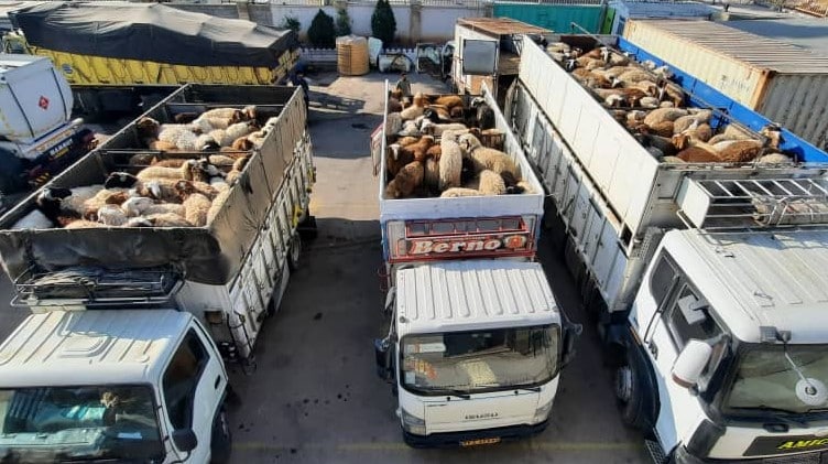 کشف کاروان هزار راسی گوسفندان غریبه حین گشت‌زنی در فارس/10 نفر بازداشت شدند