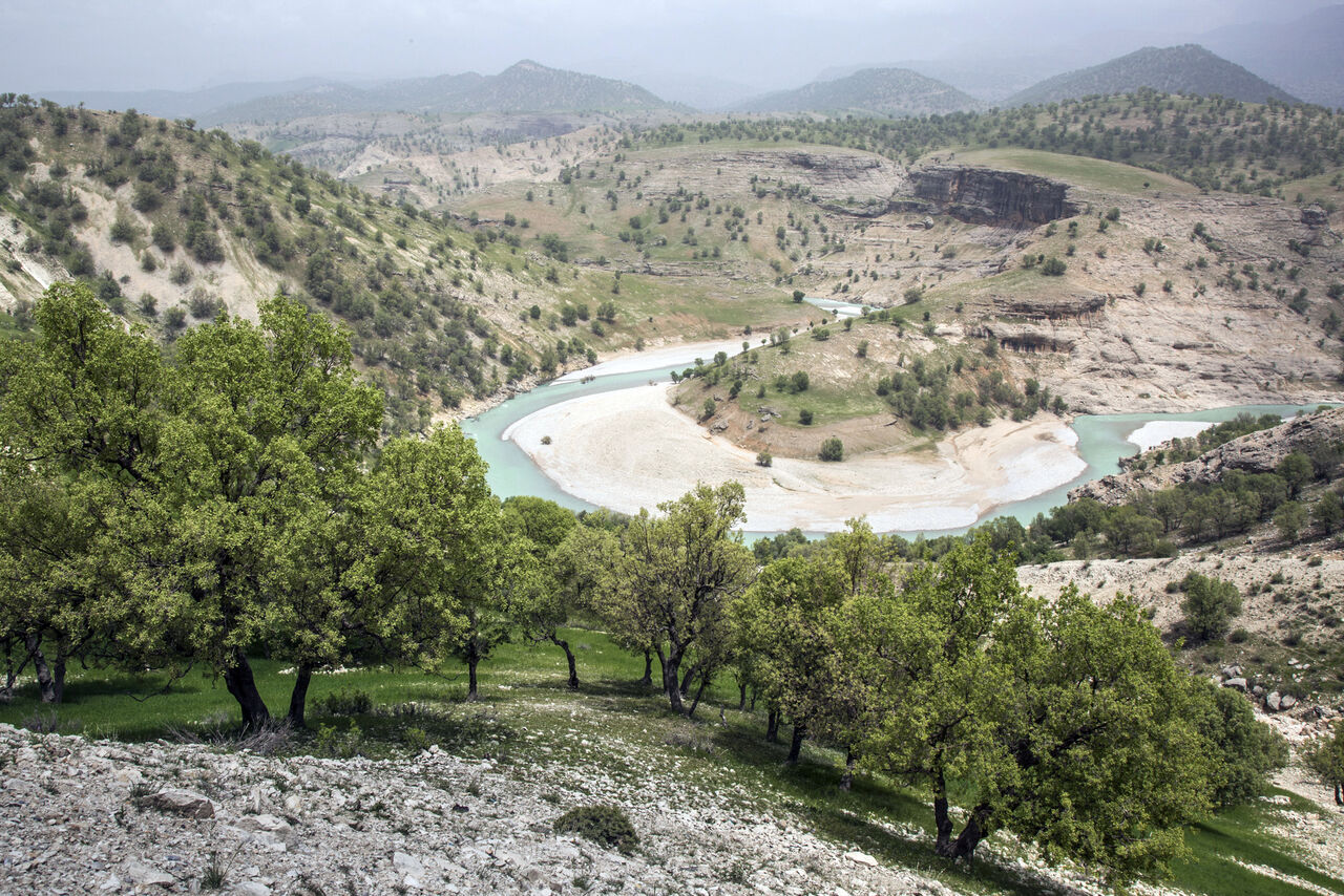 تخریب و نابودی باقیمانده جنگل‌های زاگرس با طرح جنگلداری اجتماعی