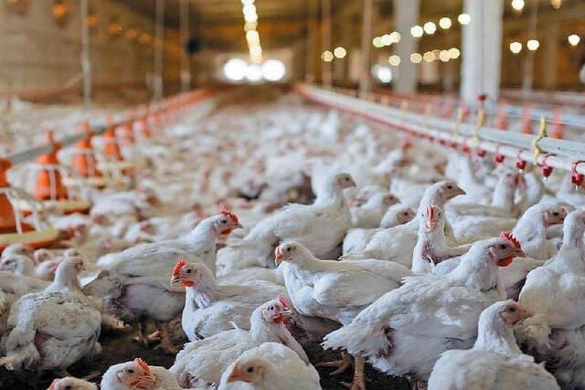 هشدار مدیرعامل اتحادیه مرغداران: قیمت مرغ در روزهای آینده افزایش می‌یابد/نهاده نداریم