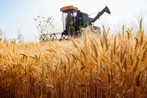خبرفوری_خوش دولت برای کشاورزان گندمکار