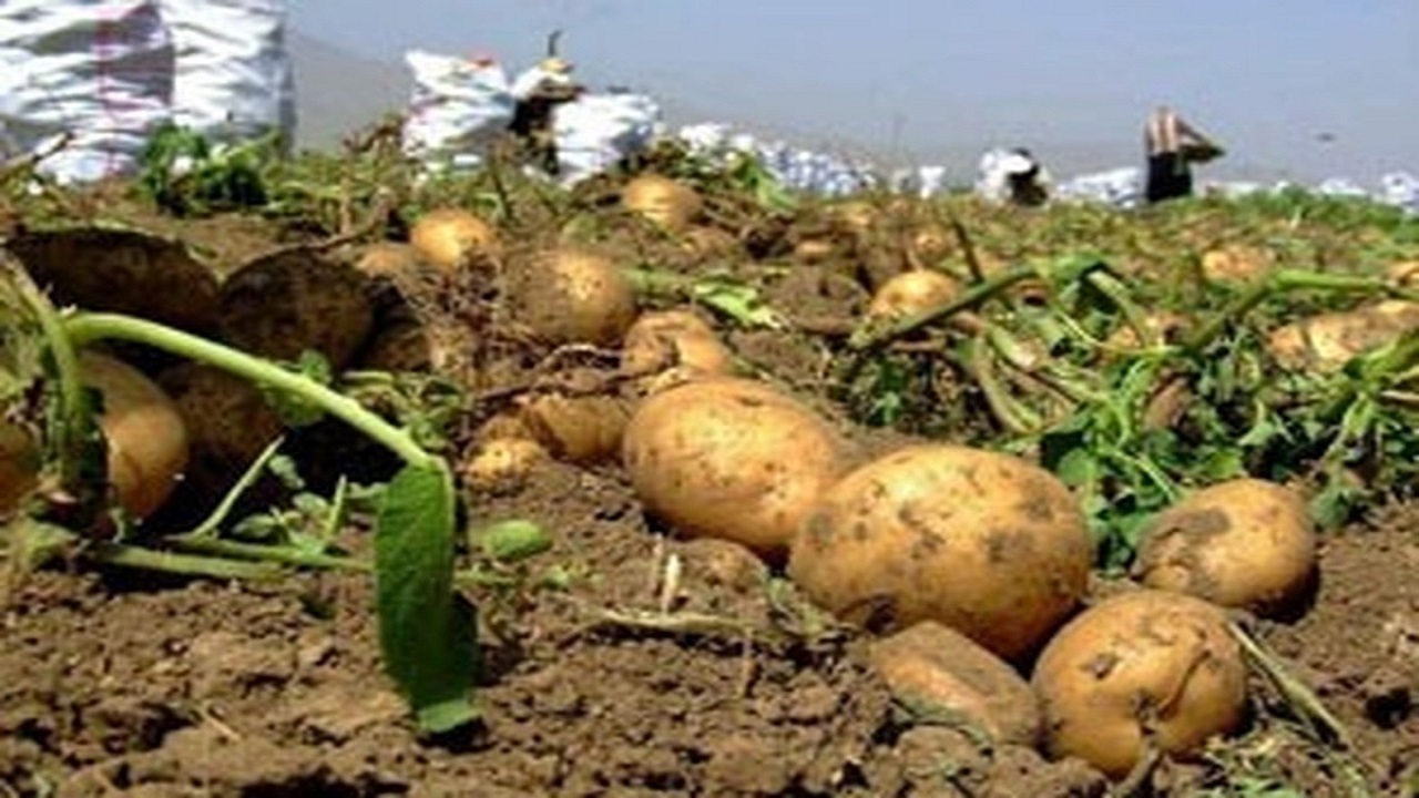 مدیر عامل تعاون روستایی: حداکثر قیمت هرکیلو سیب زمینی ۵۰ هزارتومان