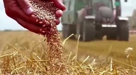 قیمت نهایی خرید تضمینی گندم تعیین شد|آغاز برداشت و خرید از ۱۵ فروردین