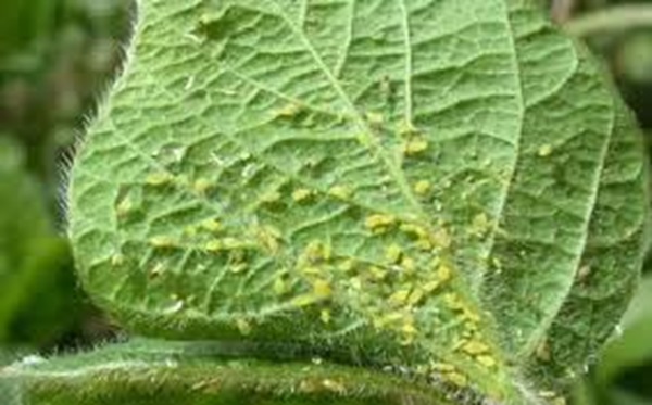 ۱۵ روش معجزه‌آسای خانگی برای نابودی شته گیاهان آپارتمانی (بدون یک قطره سم)