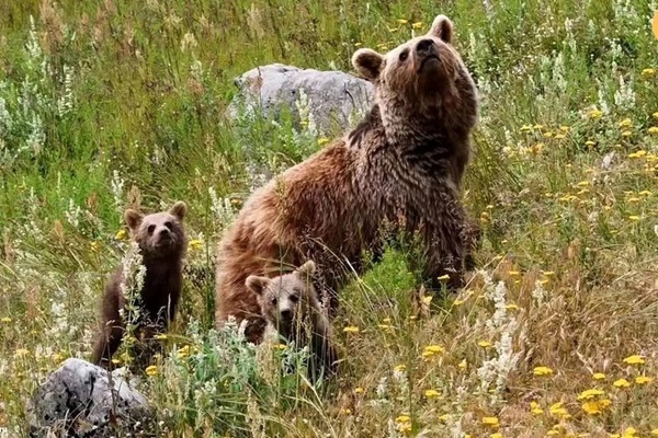 ببینید|مشاهده خرس قهوه‌ای و توله‌هایش در تنگ قدرت پاسارگاد