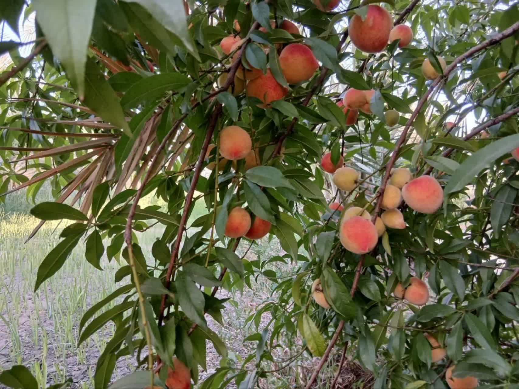 قیروکارزین هلویی شد / هر درخت ۱۰۰ کیلو میوه داد