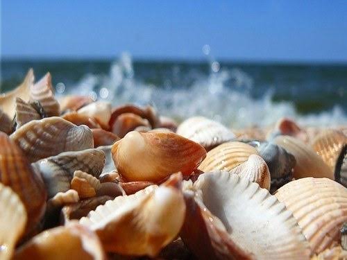 دیدن صدف در خواب چه معنی و تعبیری دارد؟