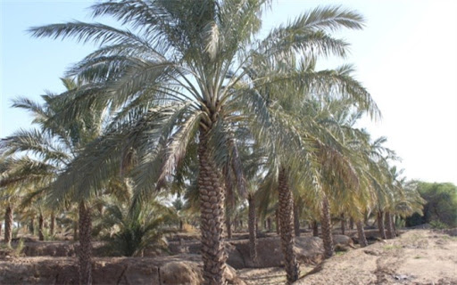 کنه گردآلود در کمین ۷۷۰۰ هکتار نخلستان های کازرون/ ریزش میوه‌های نارس در راه است