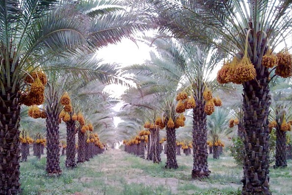 خرمای کبکاب با قیمت تعاونی به روستابازار در شیراز رسید