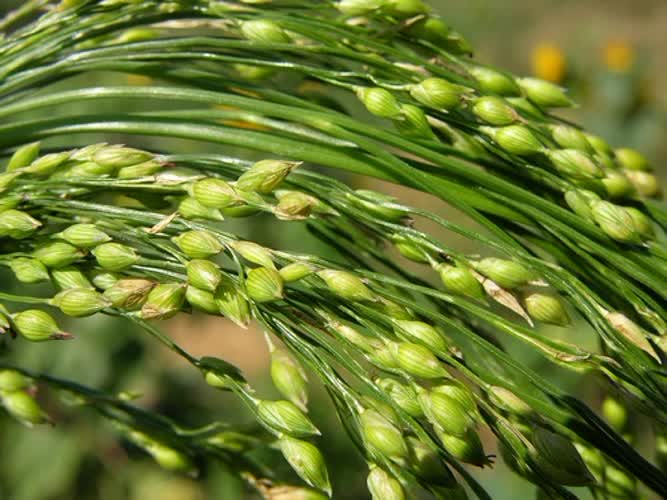کشت ارزن‌های کم‌آب‌بر ماهور و صدرا برای نخستین بار در سروستان
