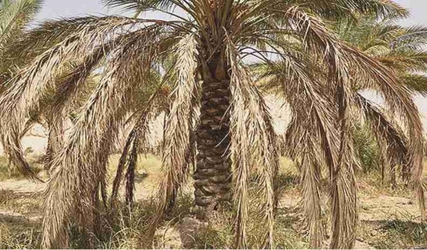 تهدید شوری آب برای یک‌ونیم میلیون نخل در خشت و کنارتخته