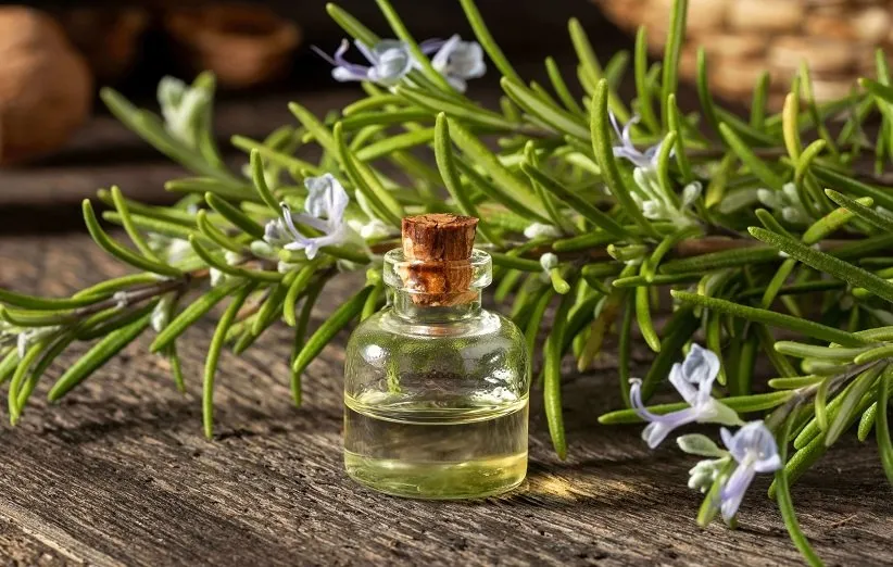 خواص معجزه آسای روغن رزماری برای شادابی و سلامت مو