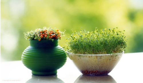 آموزش کاشت سبزه کنجد برای تزیین سفره هفت سین عید نوروز