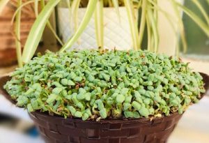 آموزش کاشت سبزه کنجد برای تزیین سفره هفت سین عید نوروز