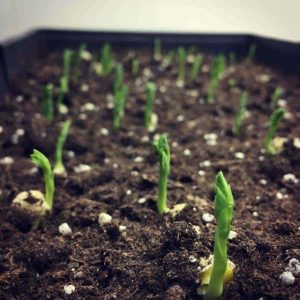 آموزش کاشت سبزه کنجد برای تزیین سفره هفت سین عید نوروز