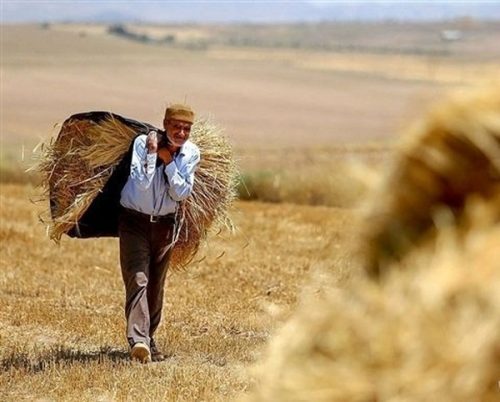 گندمکاران