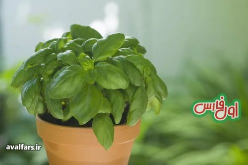 Basil8