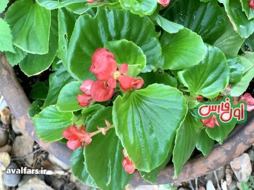 Begonias 6