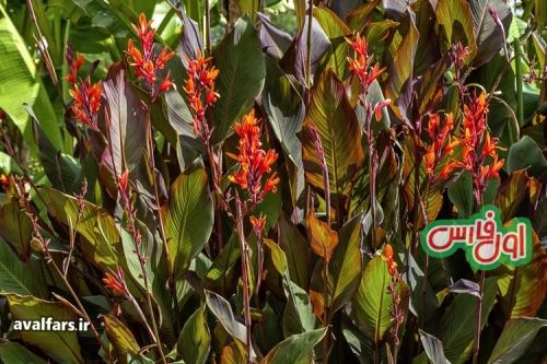 Cannas 4
