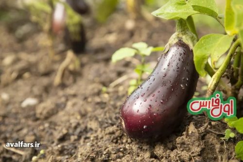Eggplant 5
