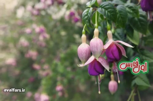 Fuchsia 7