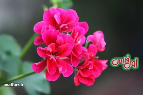 Geranium 3