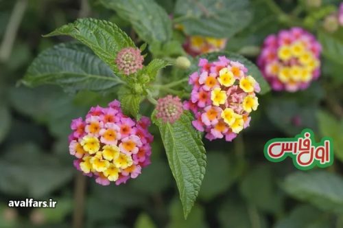 Lantana