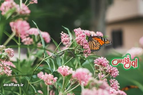 Milkweed