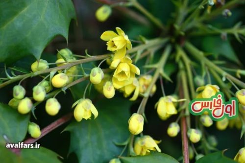 Oregon grape holly