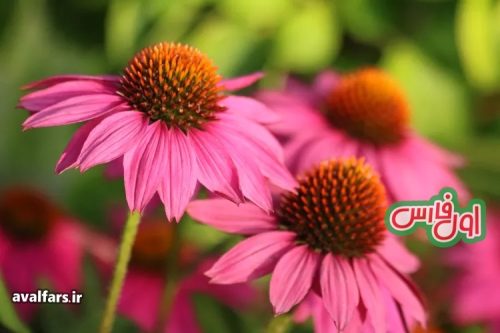 Purple Coneflowers