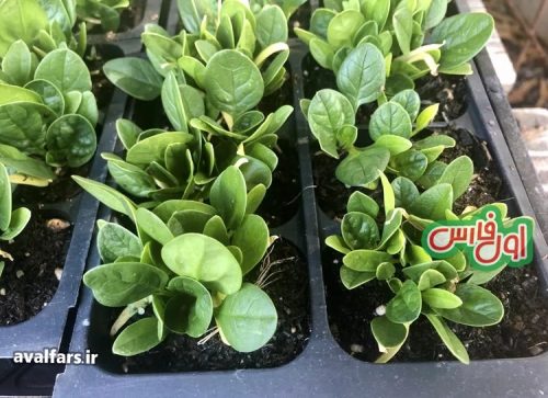Spinach