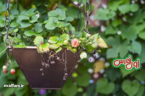 Strawberries