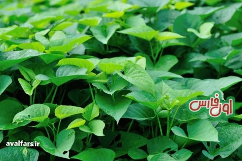 Sweet Potato Vine