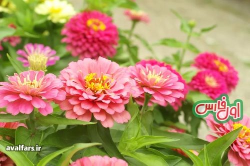 Zinnias