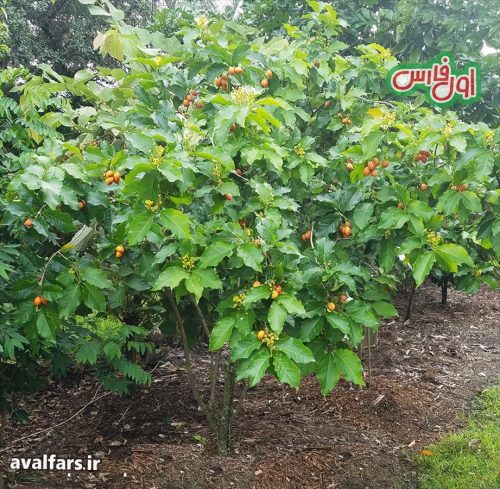 تا حالا درخت کره بادام زمینی دیدید یا میوه آن را خوردید؟ 