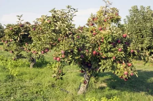 سیب سیاه آرکانزاس 1