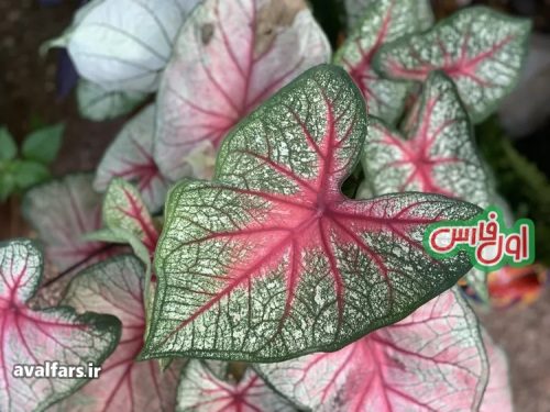 فیل گوش یا کالادیوم Caladium