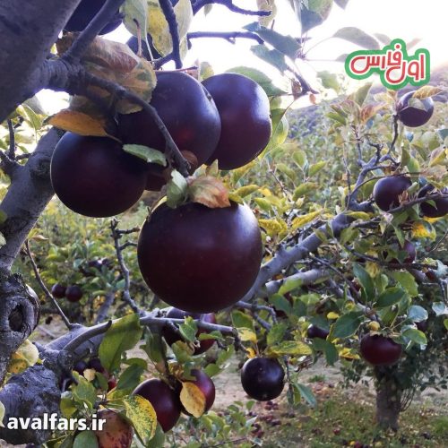 میوه سیب سیاه آرکانزاس 1