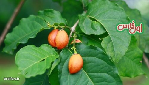 تا حالا درخت کره بادام زمینی دیدید یا میوه آن را خوردید؟ 