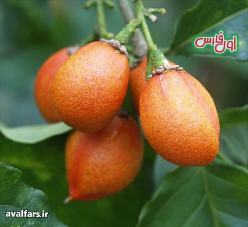تا حالا درخت کره بادام زمینی دیدید یا میوه آن را خوردید؟ 